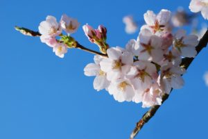 nature, Cherry, Blossoms, Spring,  season , Blossoms, Blue, Skies