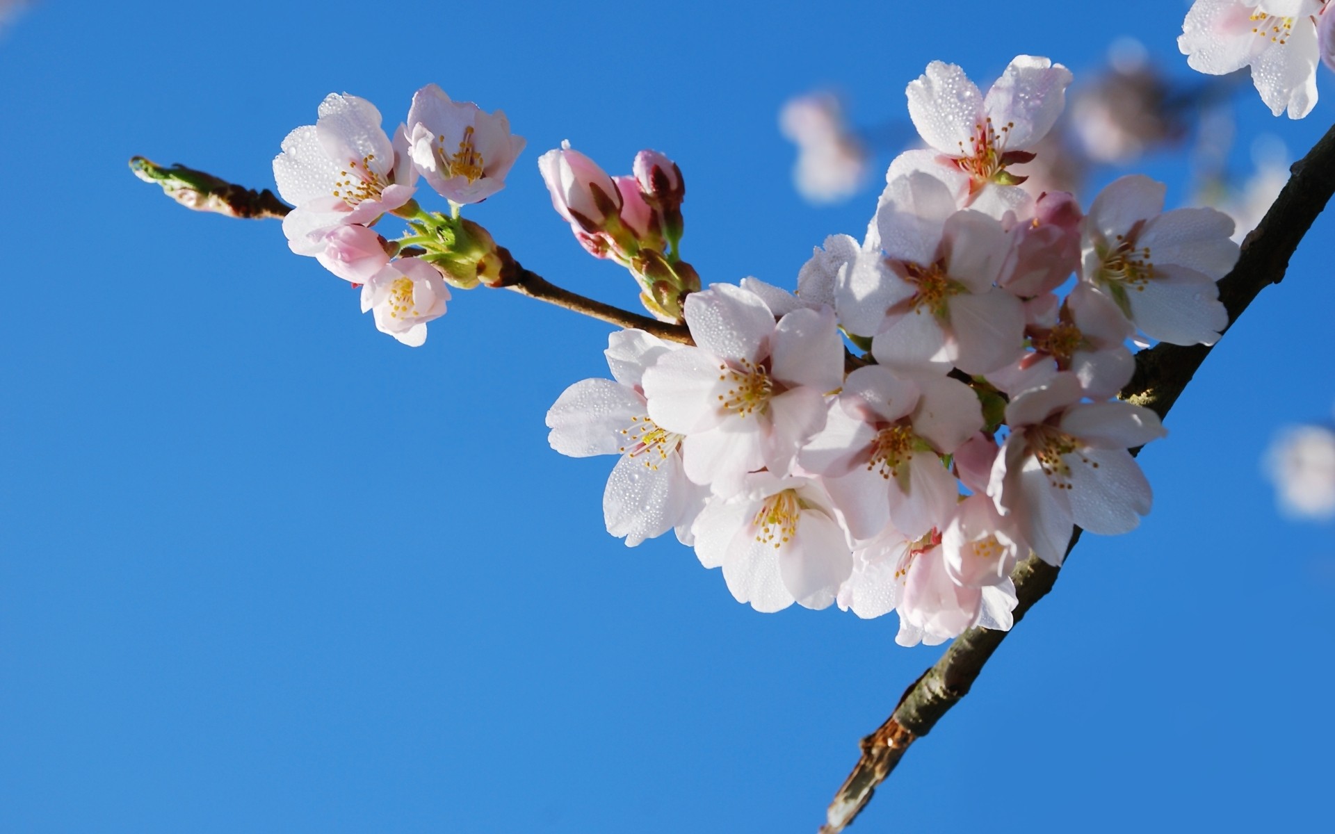 nature, Cherry, Blossoms, Spring,  season , Blossoms, Blue, Skies Wallpaper