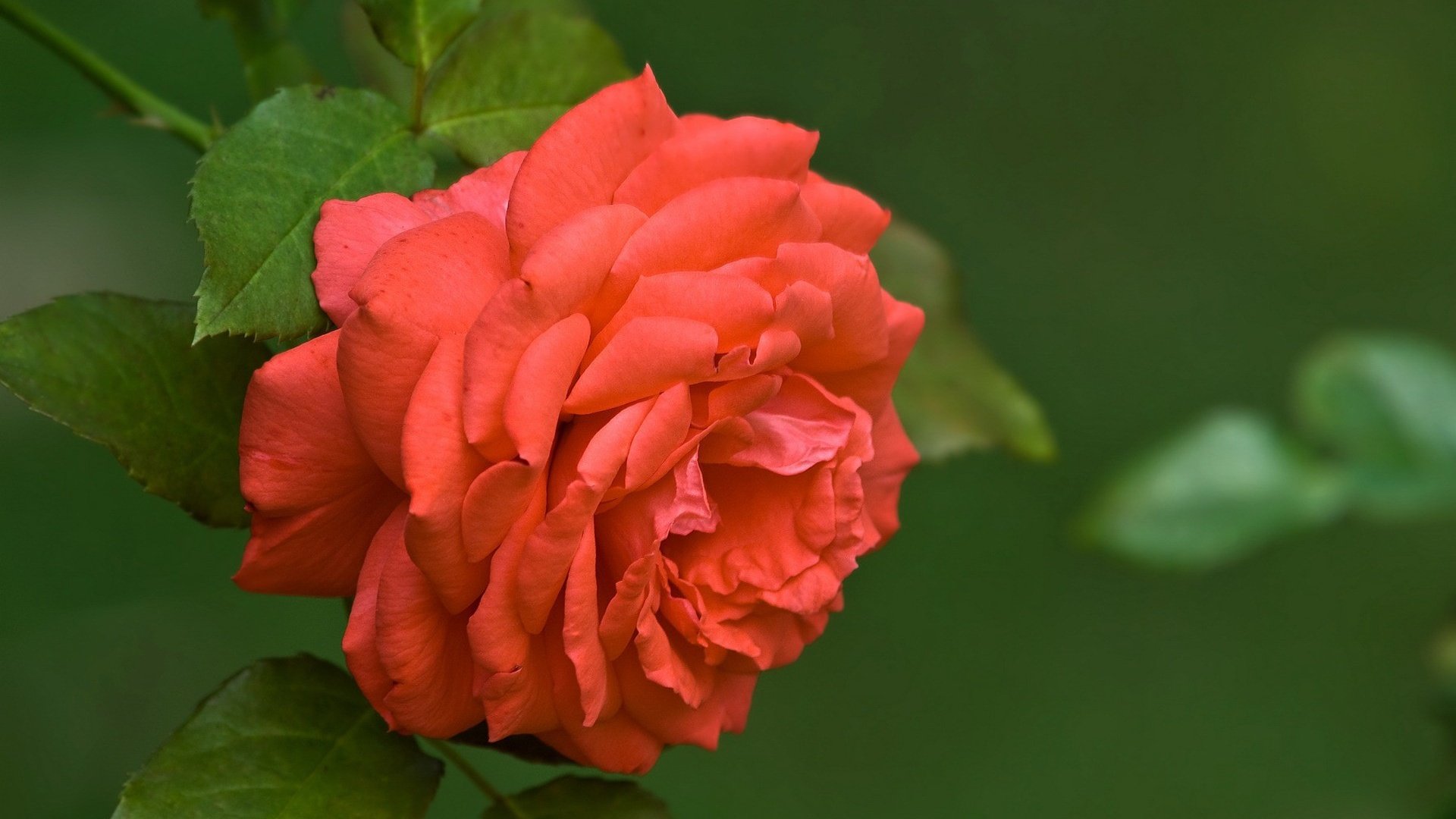 flower, Nature, Plant, Beautiful, Flowers, Colorful Wallpaper