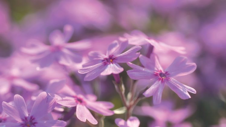 flower, Nature, Plant, Beautiful, Flowers, Colorful HD Wallpaper Desktop Background