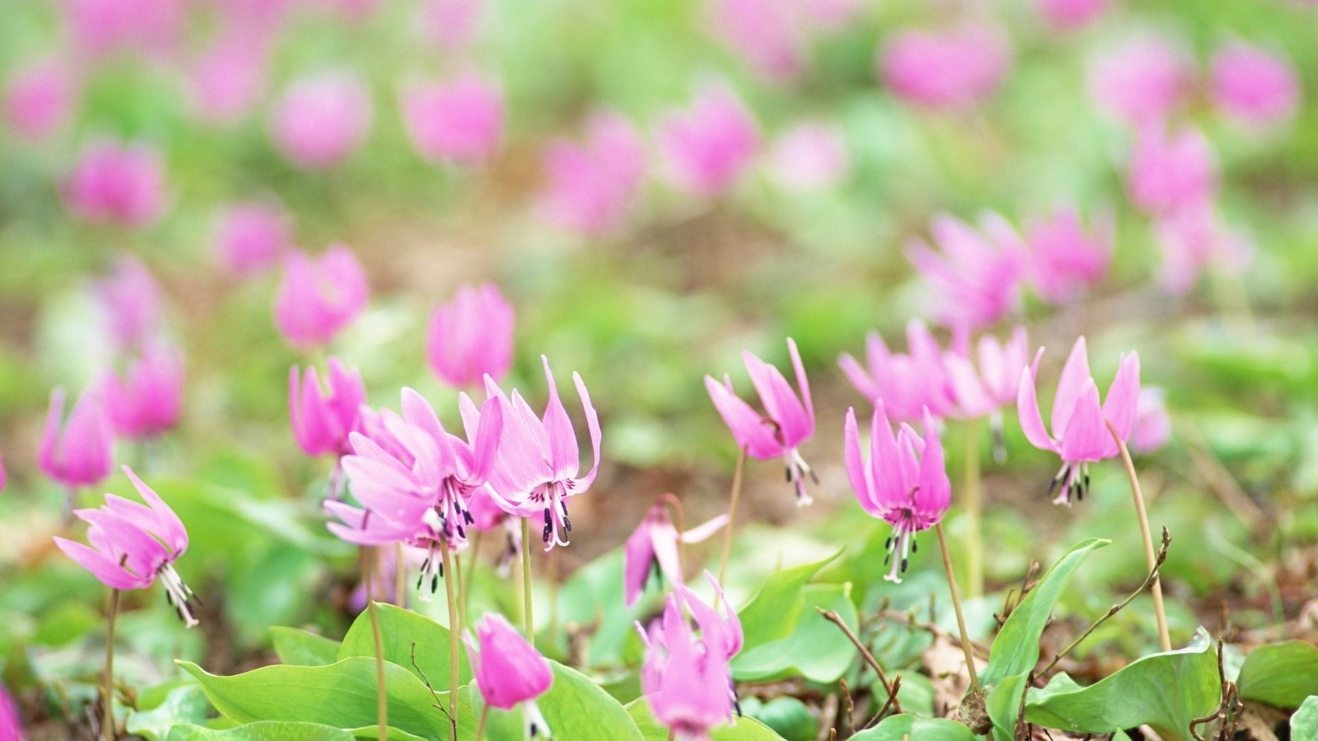 flower, Nature, Plant, Beautiful, Flowers, Colorful Wallpaper