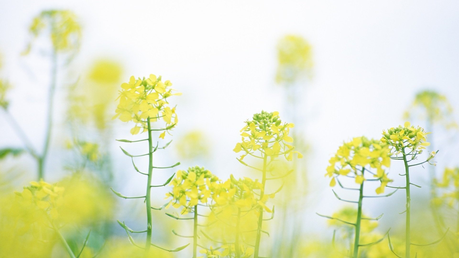 flower, Nature, Plant, Beautiful, Flowers, Colorful Wallpaper