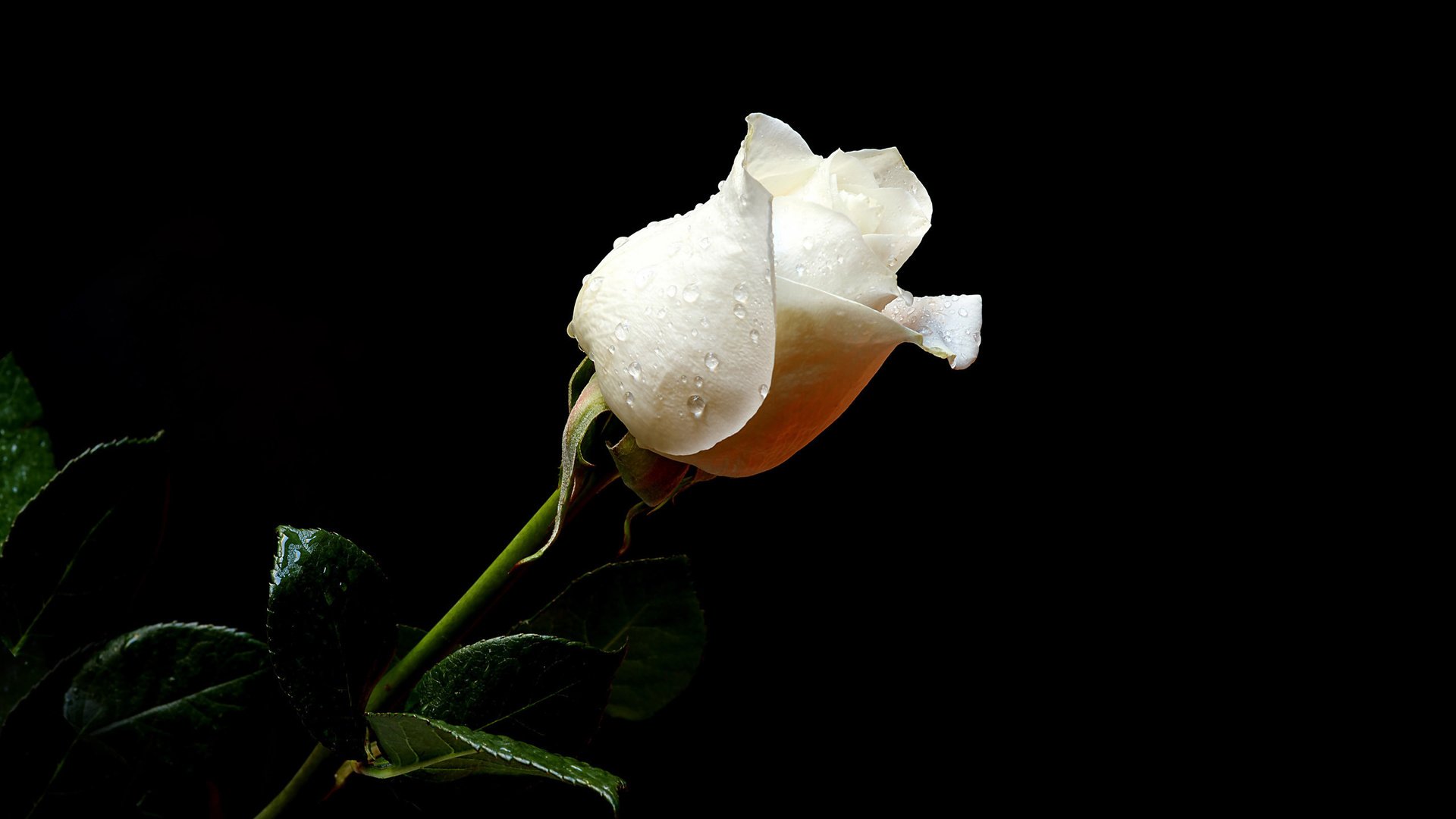 flower, Nature, Plant, Beautiful, Flowers, Colorful Wallpaper