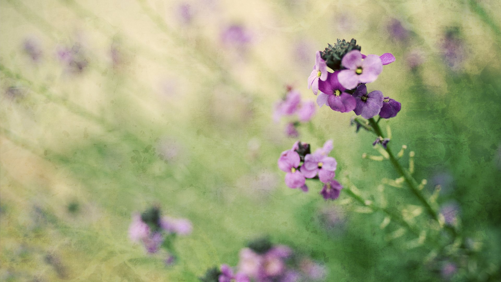 flower, Nature, Plant, Beautiful, Flowers, Colorful Wallpaper