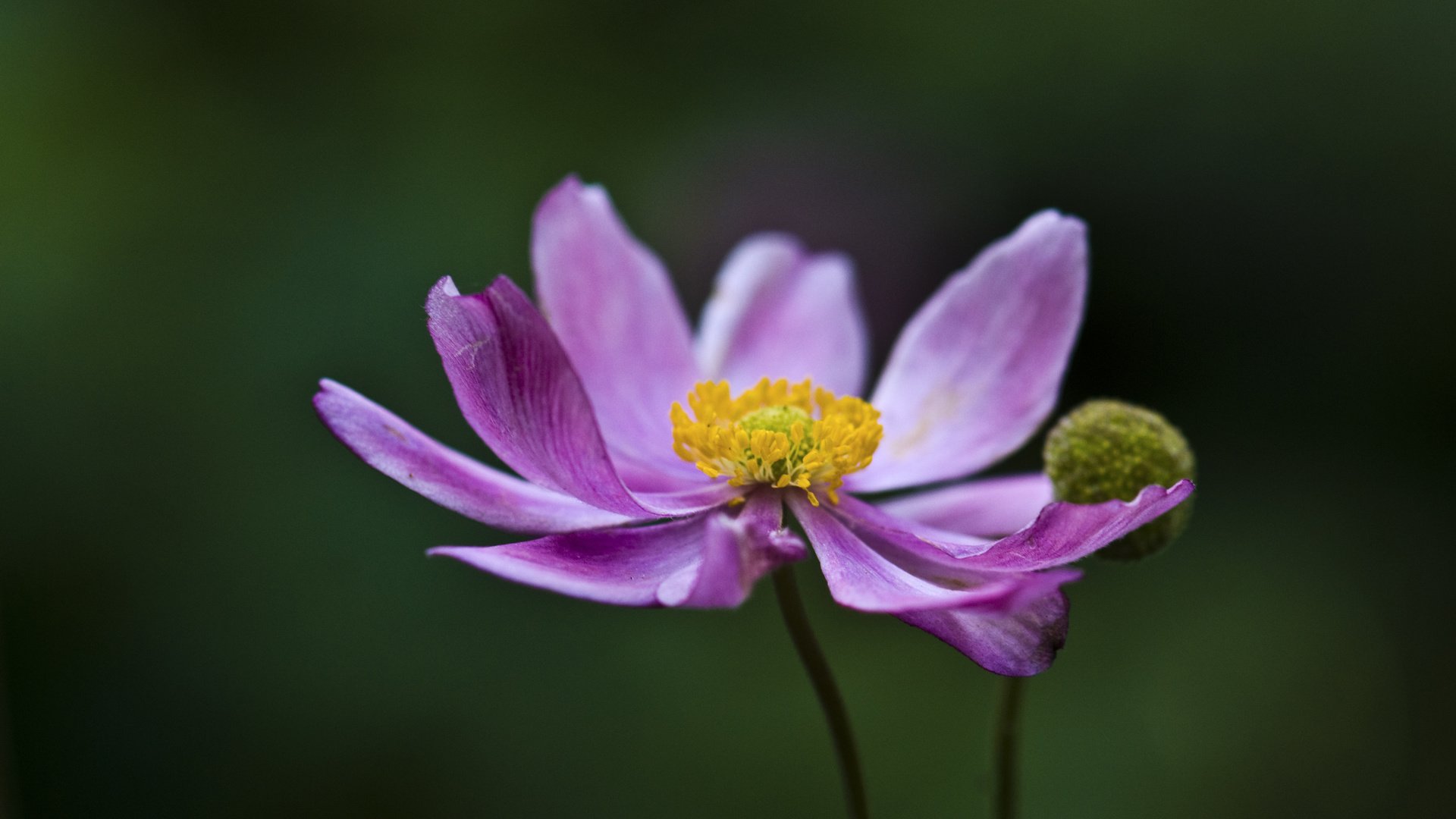 flower, Nature, Plant, Beautiful, Flowers, Colorful Wallpaper