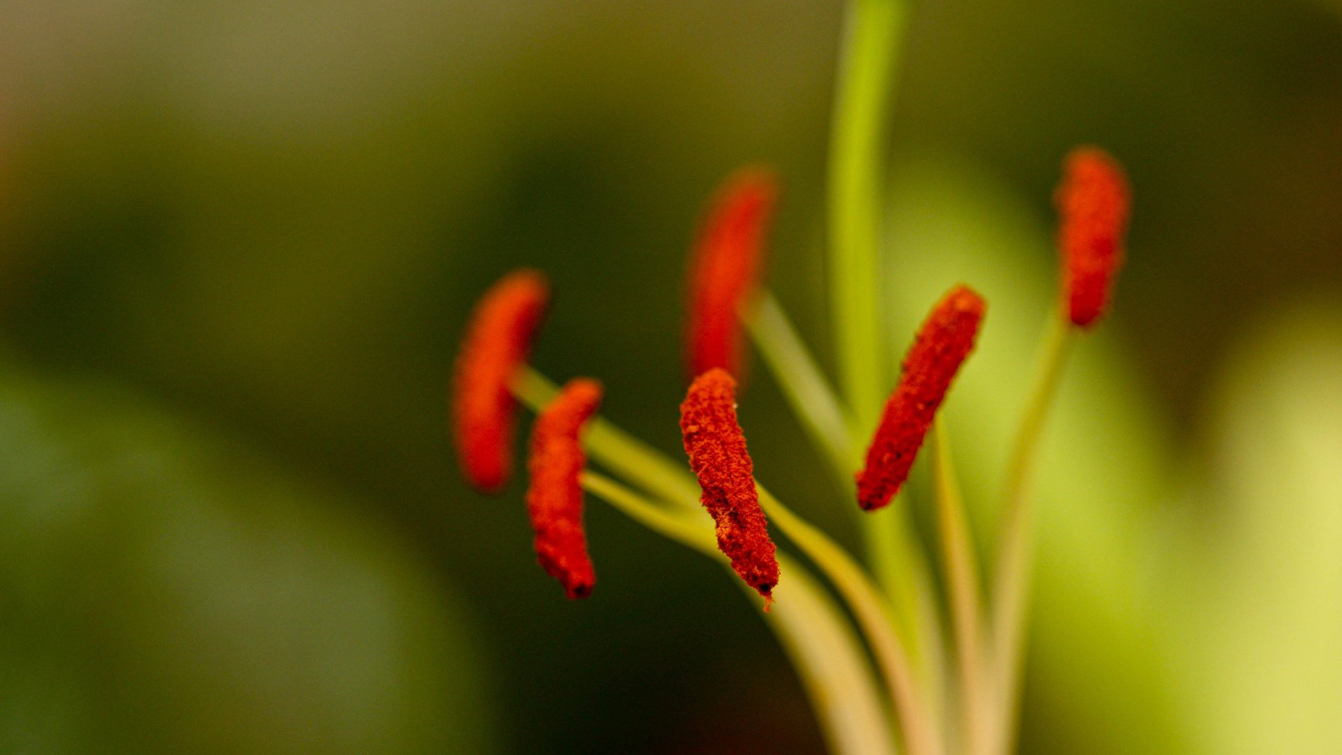 flower, Nature, Plant, Beautiful, Flowers, Colorful Wallpaper