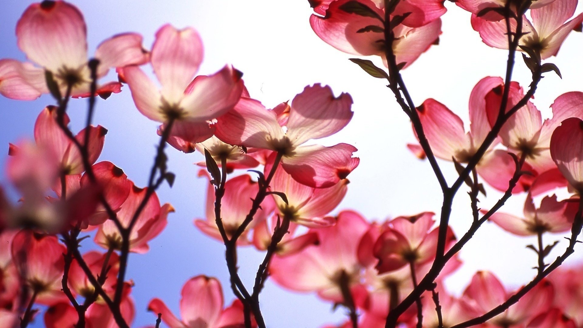 flower, Nature, Plant, Beautiful, Flowers, Colorful Wallpaper