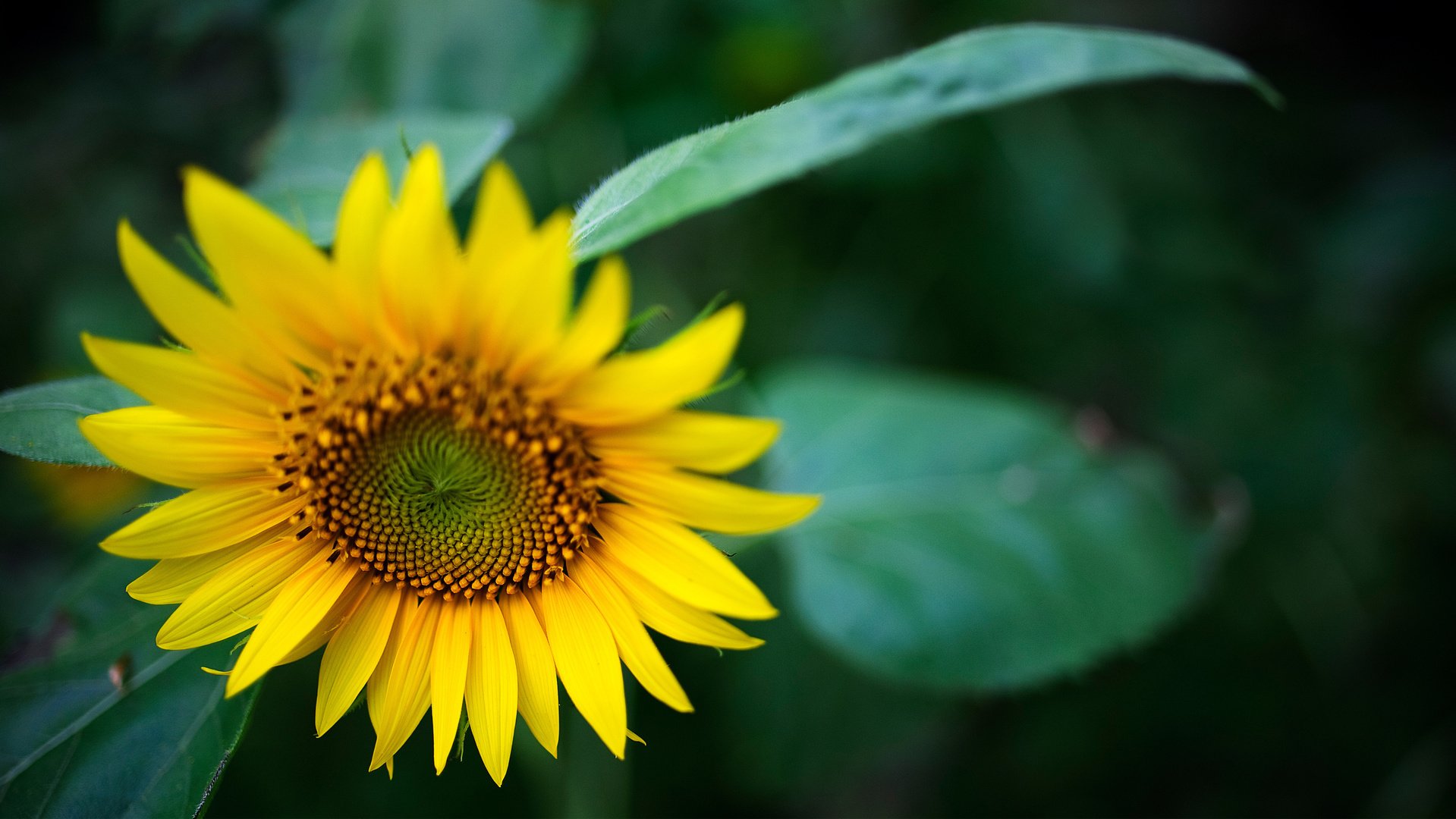 flower, Nature, Plant, Beautiful, Flowers, Colorful Wallpaper