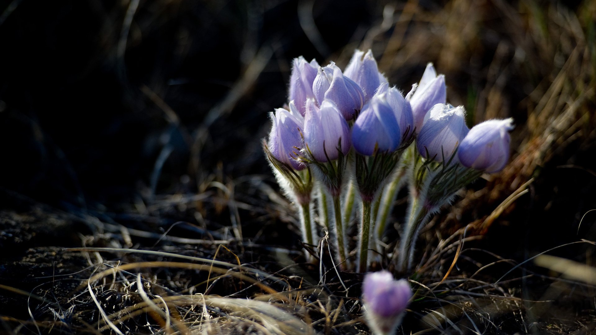 flower, Nature, Plant, Beautiful, Flowers, Colorful Wallpaper