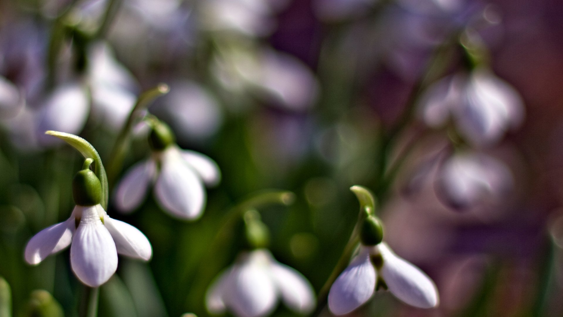flower, Nature, Plant, Beautiful, Flowers, Colorful Wallpaper