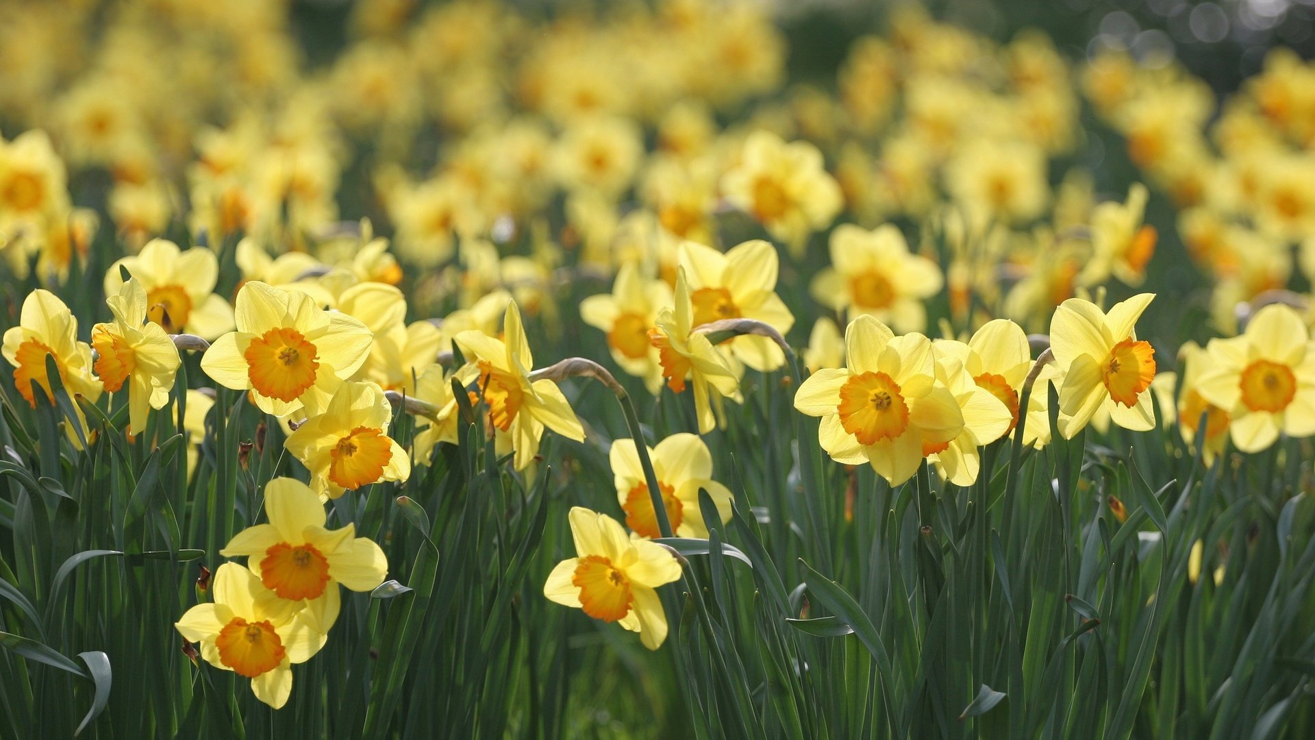 flower, Nature, Plant, Beautiful, Flowers, Colorful Wallpaper