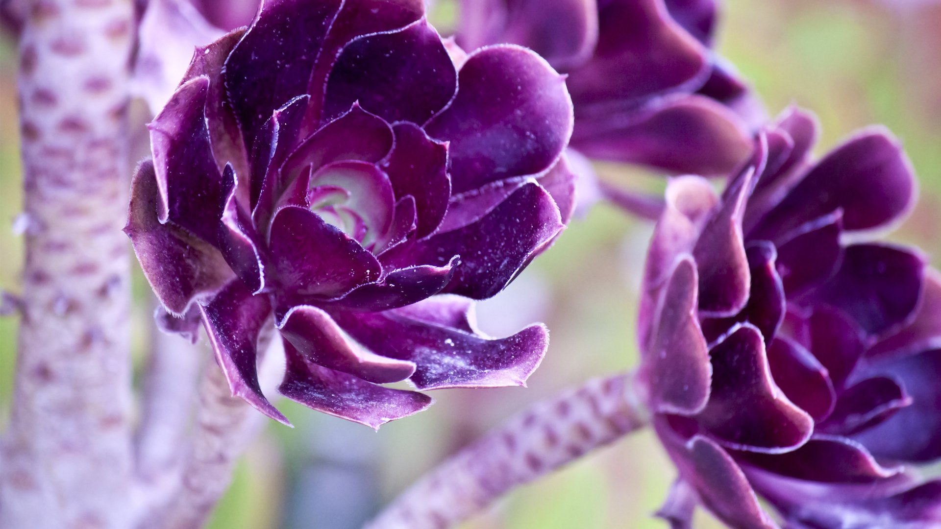 flower, Nature, Plant, Beautiful, Flowers, Colorful Wallpaper