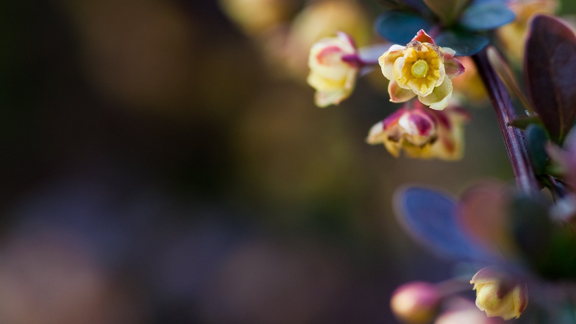 flower, Nature, Plant, Beautiful, Flowers, Colorful Wallpaper