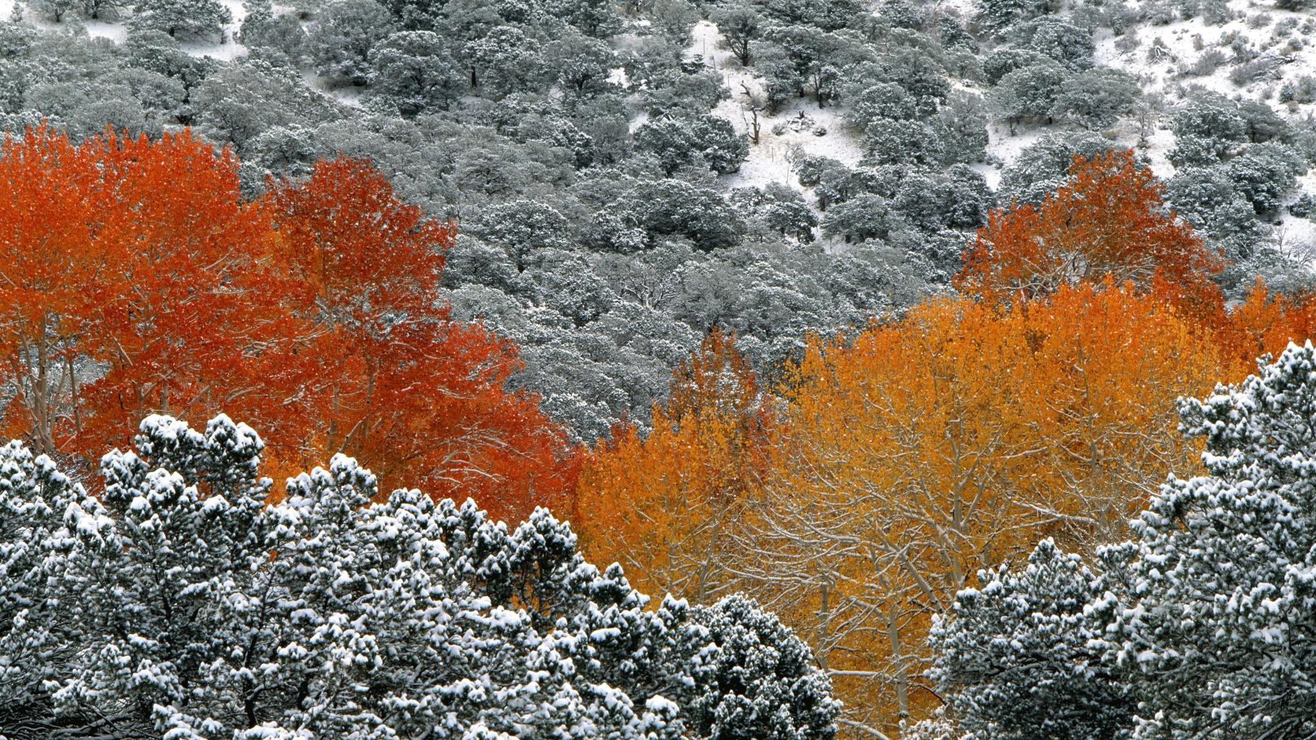 snow, Trees, Forest, Aspen Wallpaper