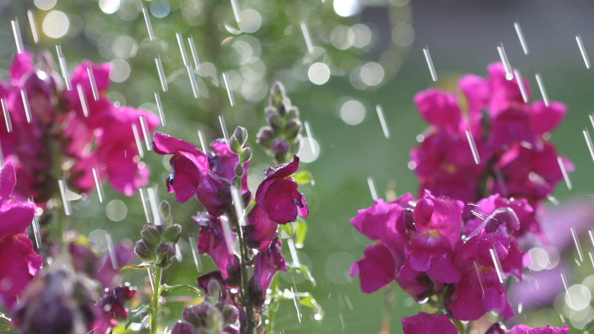 flower, Nature, Plant, Beautiful, Flowers, Colorful Wallpaper