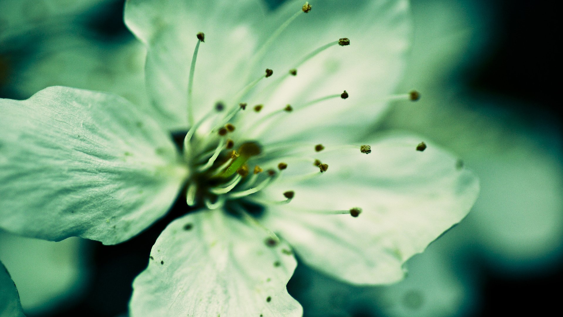 flower, Nature, Plant, Beautiful, Flowers, Colorful Wallpaper