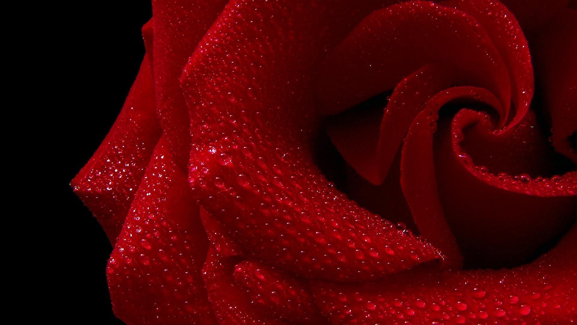 flower, Nature, Plant, Beautiful, Flowers, Colorful Wallpaper