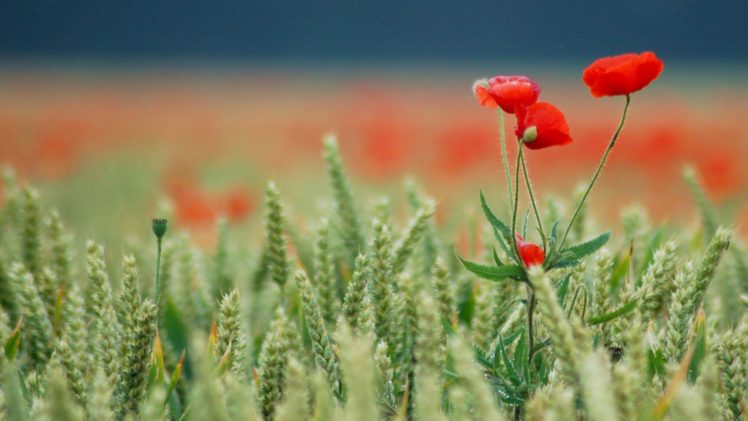 flower, Nature, Plant, Beautiful, Flowers, Colorful HD Wallpaper Desktop Background