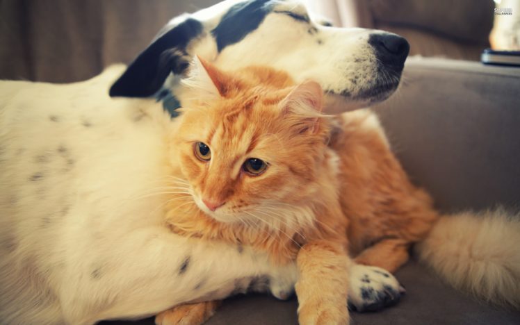 cat and dog love animal HD Wallpaper Desktop Background