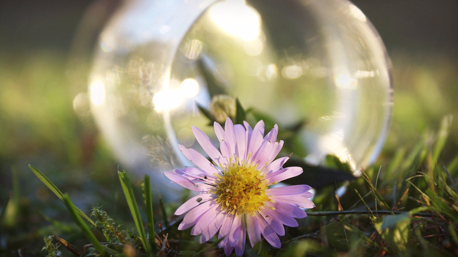 flower, Nature, Plant, Beautiful, Flowers Wallpaper