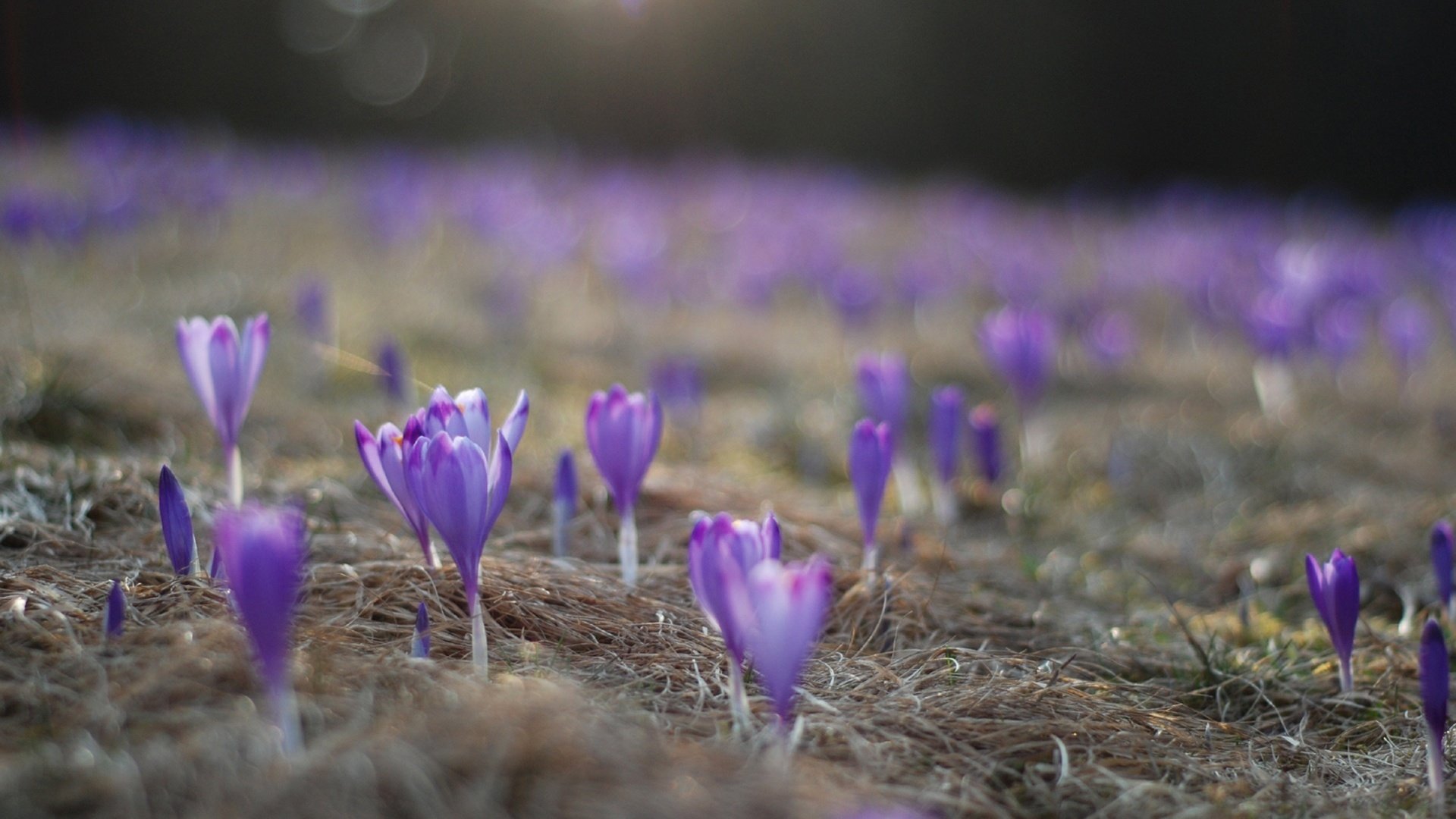 flower, Nature, Plant, Beautiful, Flowers Wallpaper