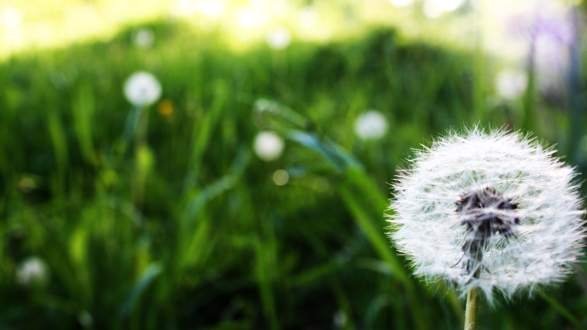 flower, Nature, Plant, Beautiful, Flowers Wallpaper