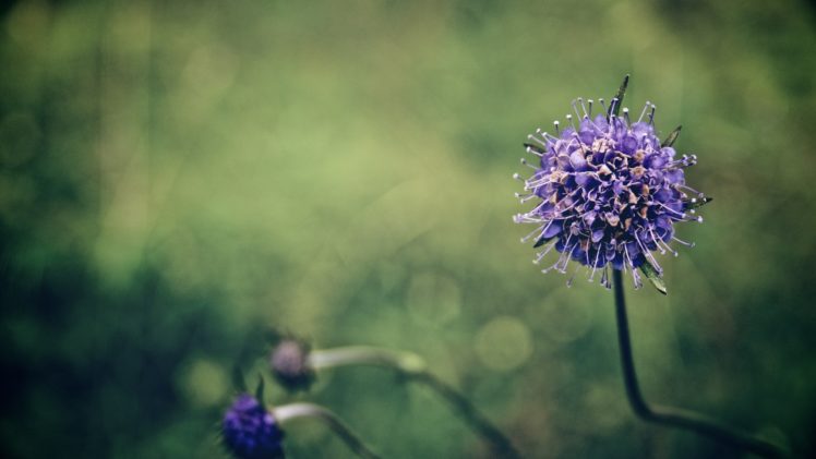 flower, Nature, Plant, Beautiful, Flowers HD Wallpaper Desktop Background