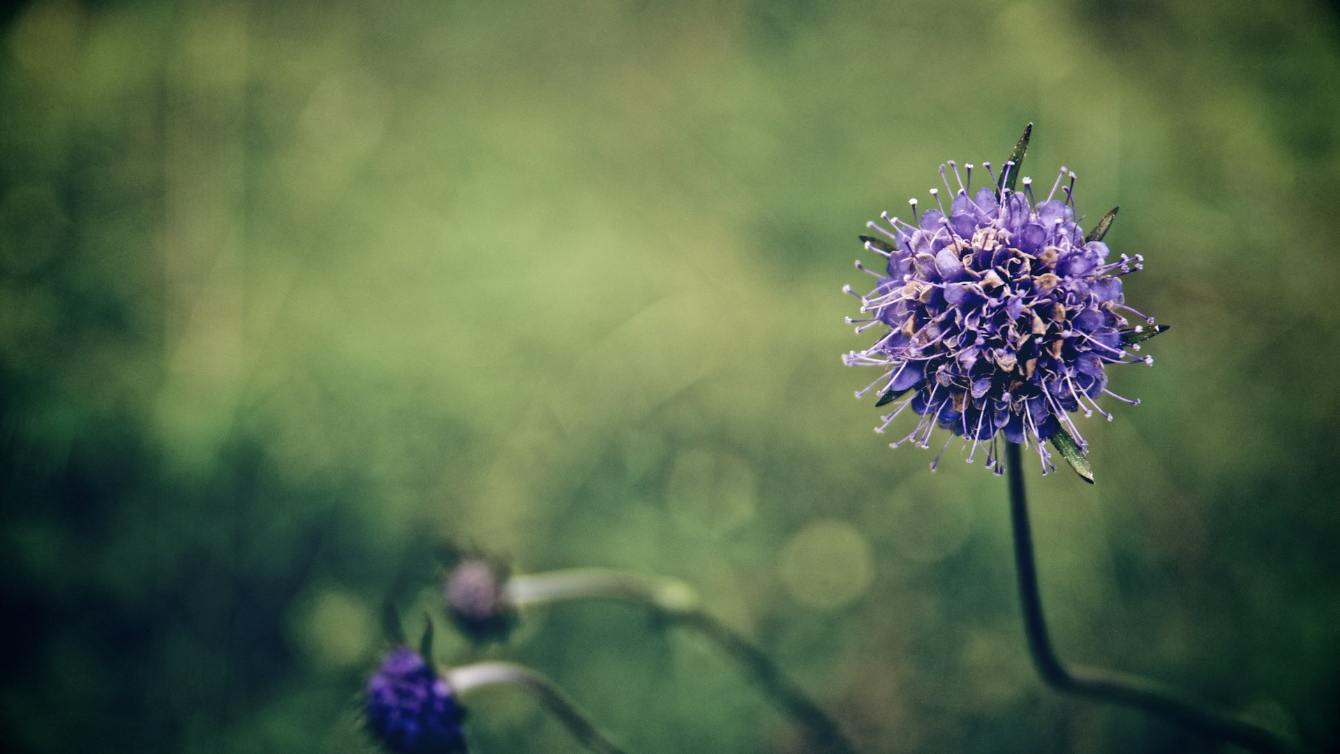 flower, Nature, Plant, Beautiful, Flowers Wallpaper