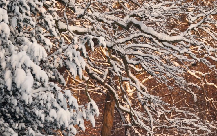 snow, Trees HD Wallpaper Desktop Background