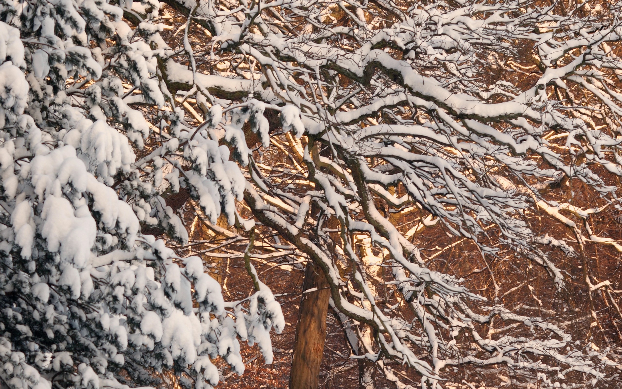 snow, Trees Wallpaper