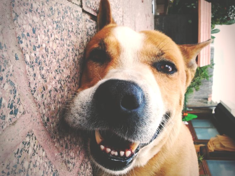happy, Vintage, Animals, Dogs, Smiling, Billy, Dog, Smile, Pet HD Wallpaper Desktop Background