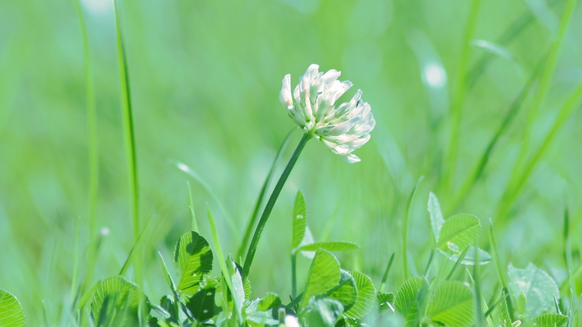 flower, Nature, Plant, Beautiful, Flowers Wallpaper