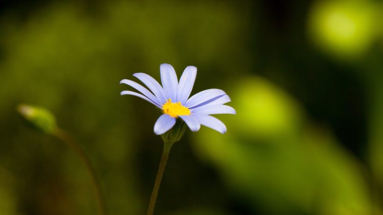 flower, Nature, Plant, Beautiful, Flowers HD Wallpaper Desktop Background