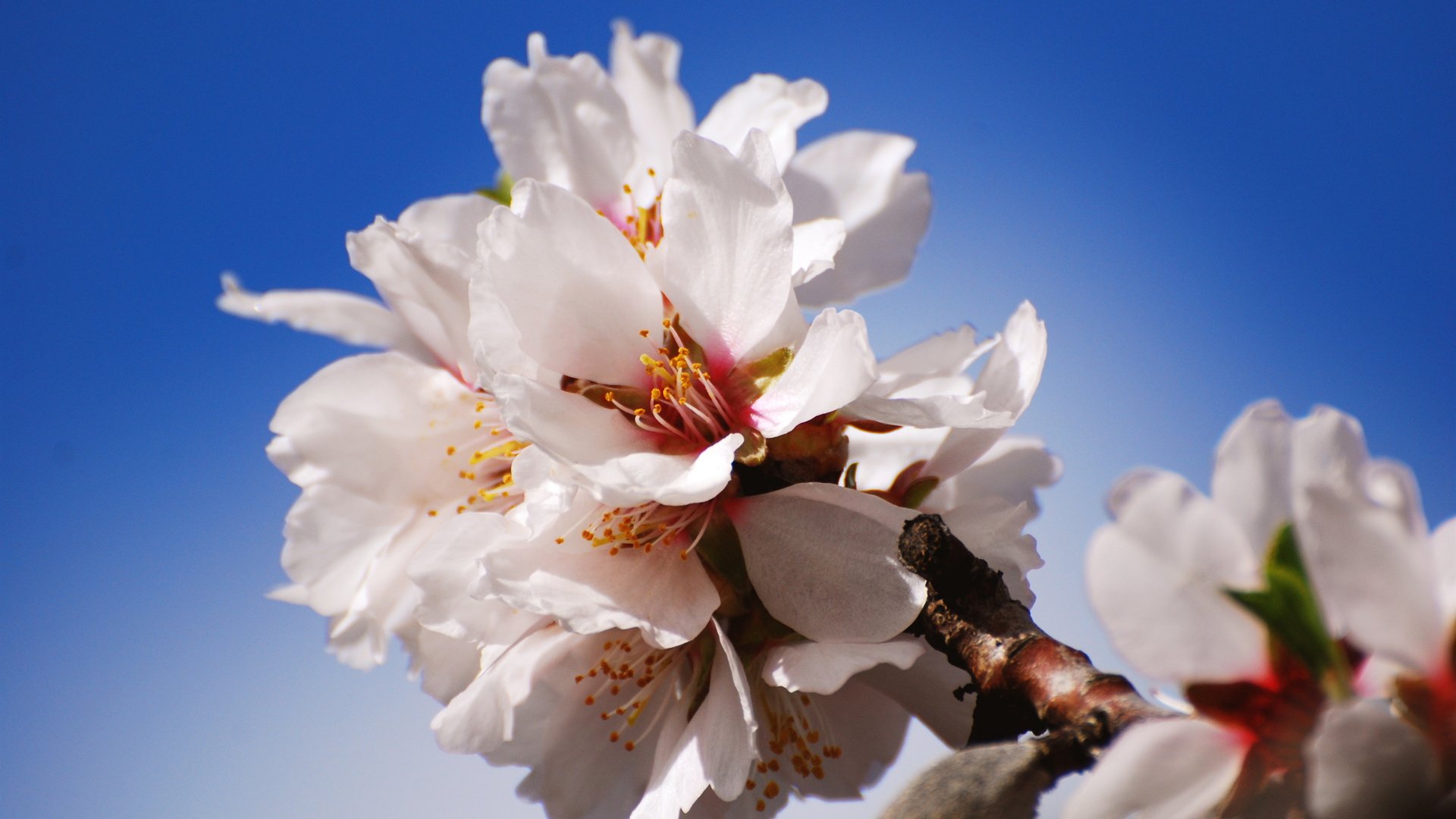 flower, Nature, Plant, Beautiful, Flowers Wallpaper