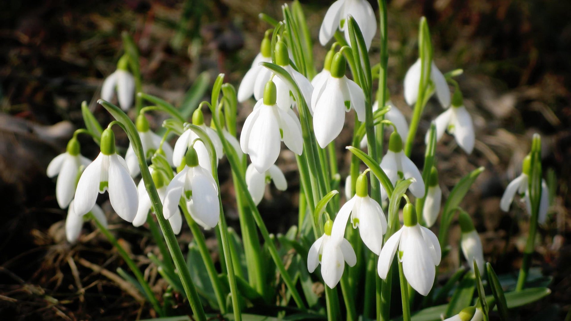 flower, Nature, Plant, Beautiful, Flowers Wallpaper