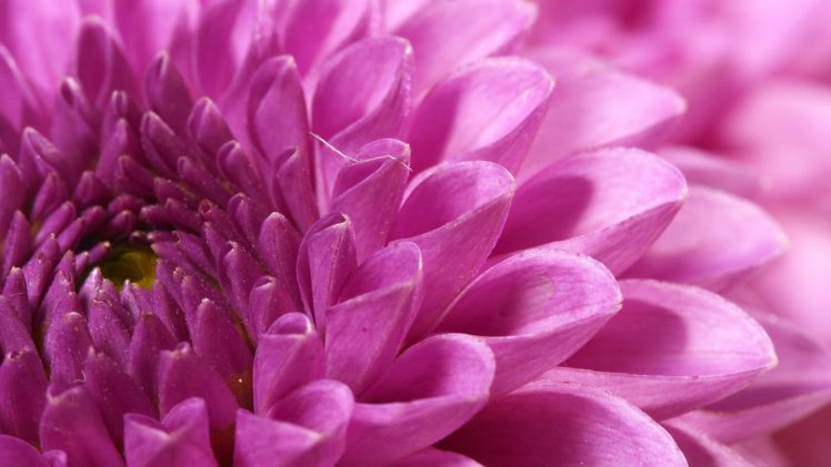 flower, Nature, Plant, Beautiful, Flowers HD Wallpaper Desktop Background