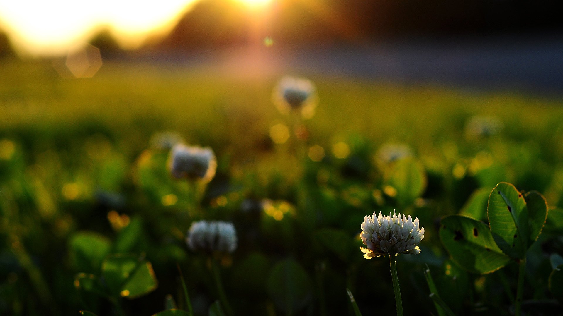 flower, Nature, Plant, Beautiful, Flowers Wallpaper