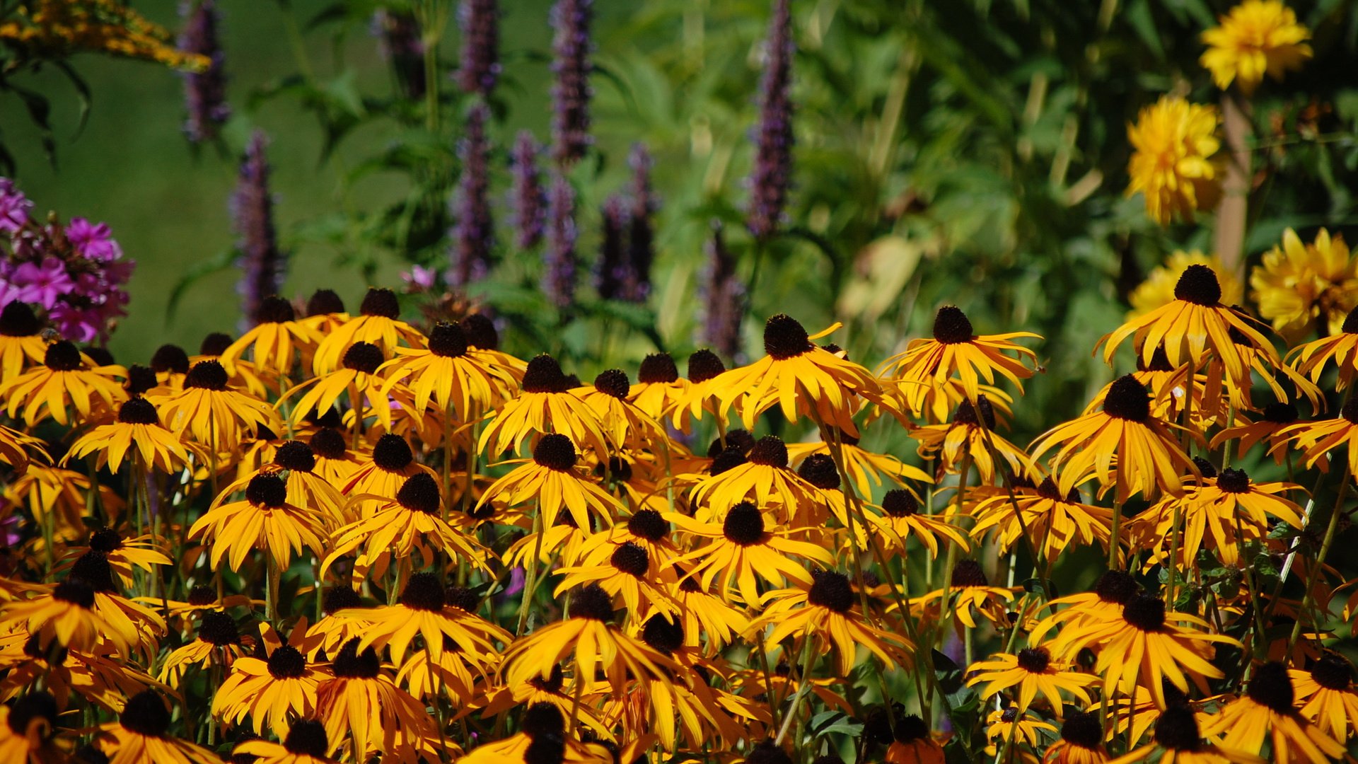 flower, Nature, Plant, Beautiful, Flowers Wallpaper