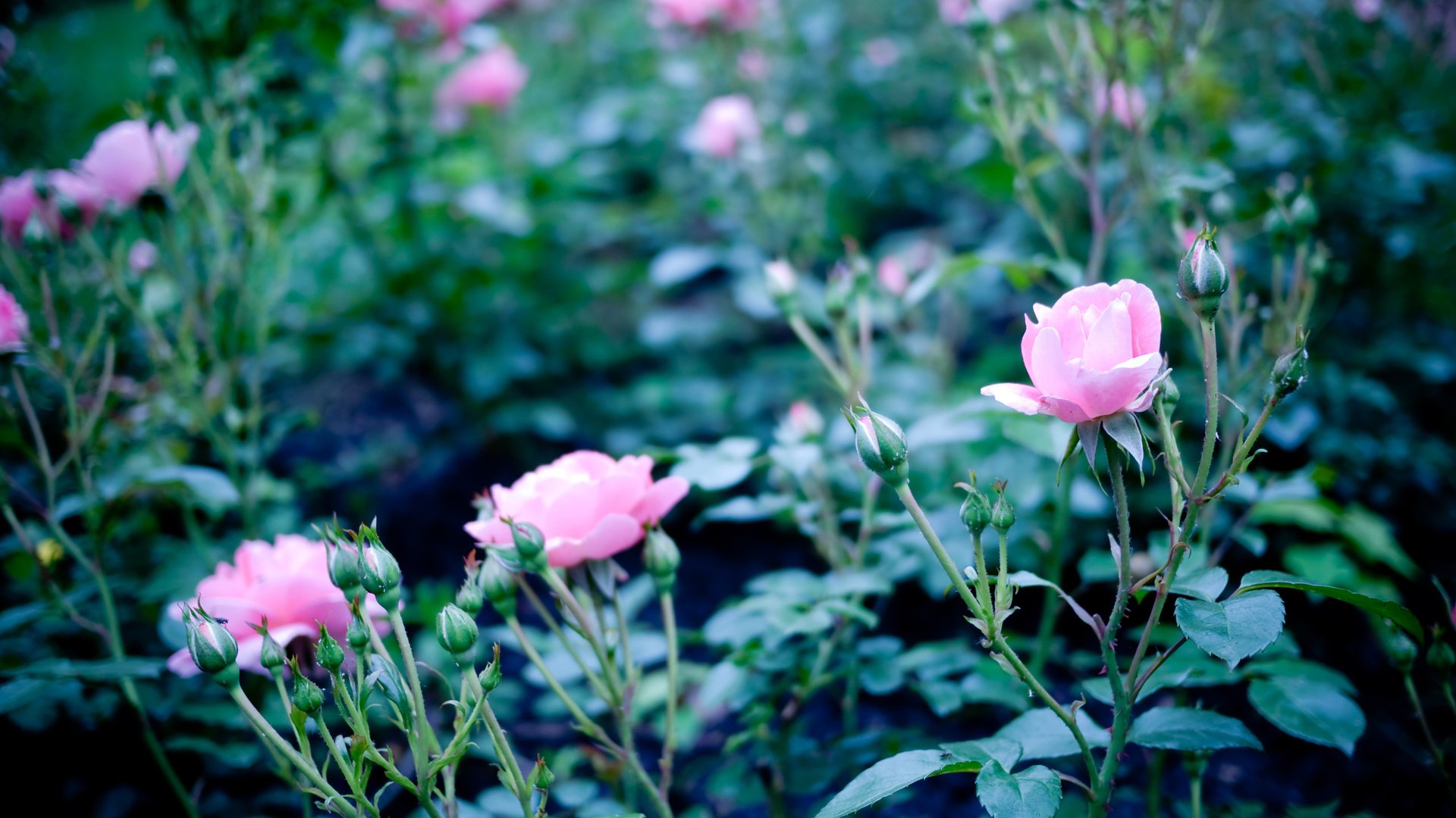 flower, Nature, Plant, Beautiful, Flowers Wallpaper