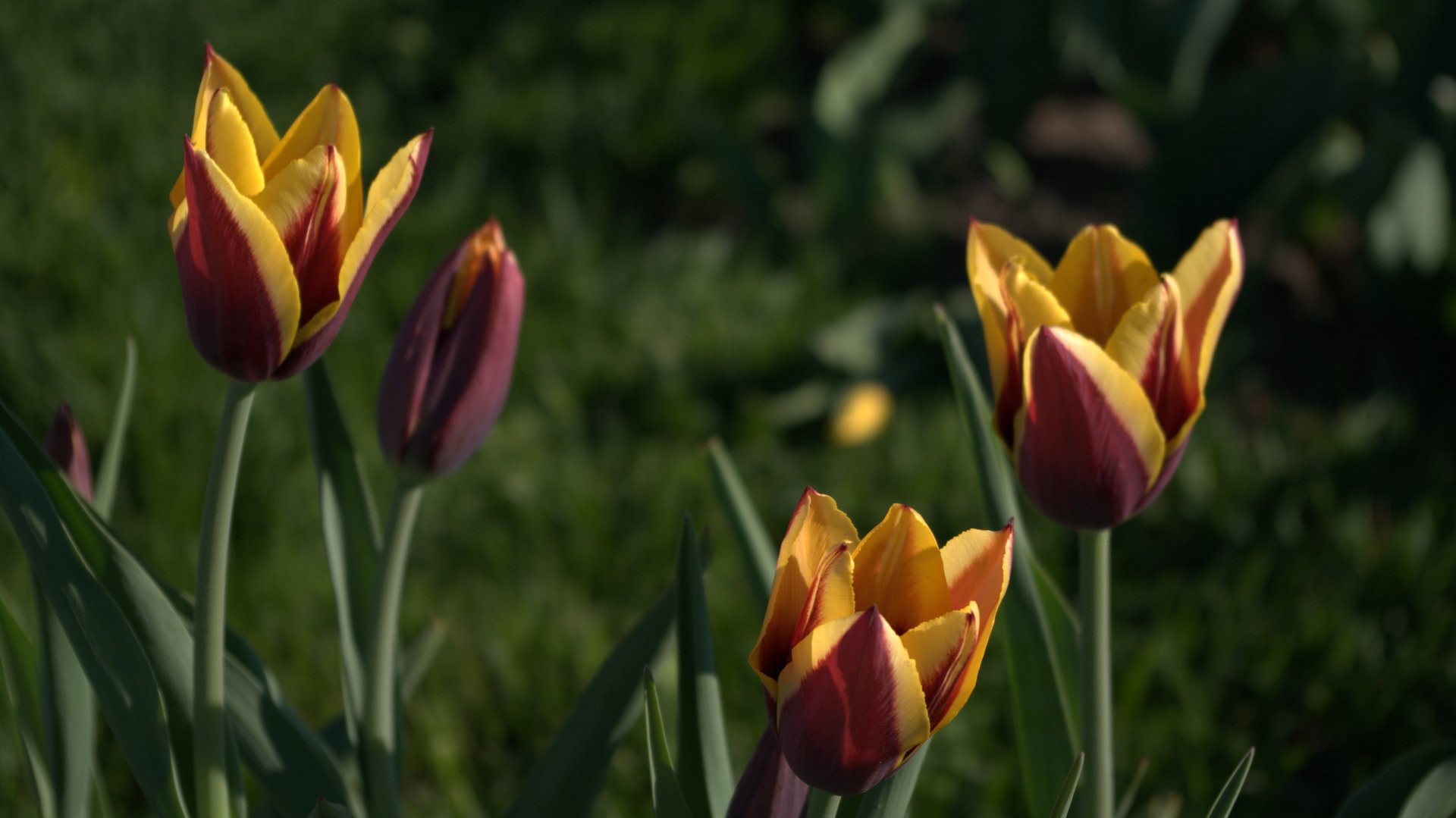 flower, Nature, Plant, Beautiful, Flowers Wallpaper