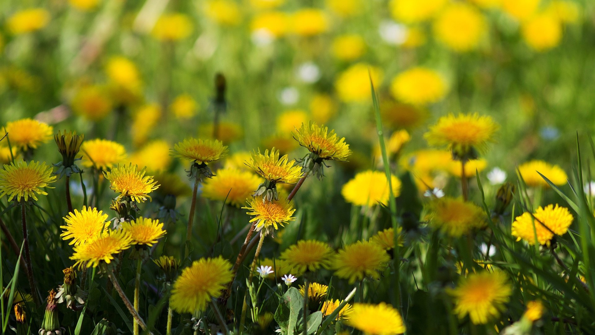 flower, Nature, Plant, Beautiful, Flowers Wallpaper