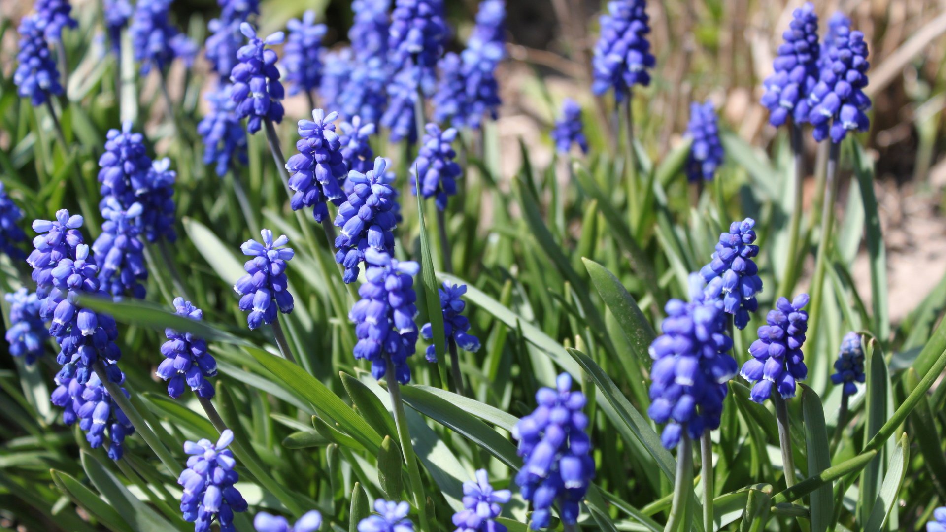 flower, Nature, Plant, Beautiful, Flowers Wallpaper