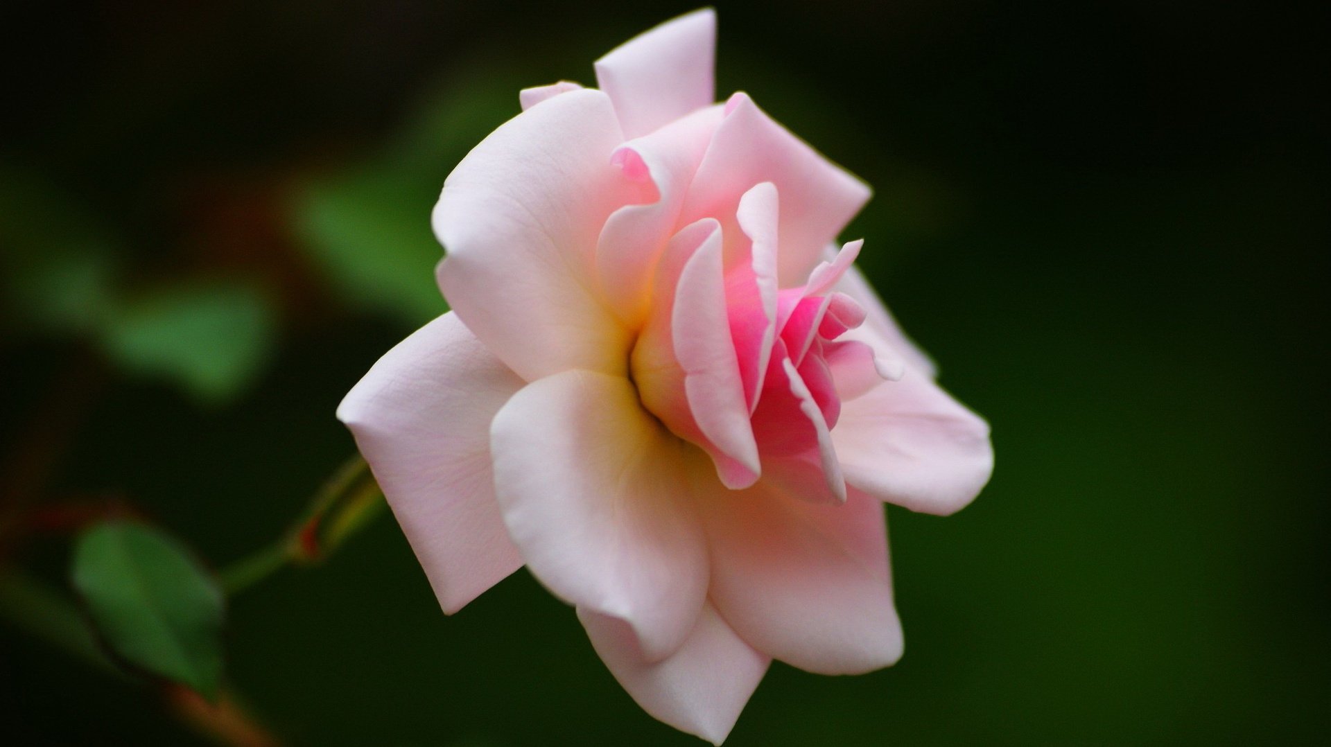 flower, Nature, Plant, Beautiful, Flowers Wallpaper