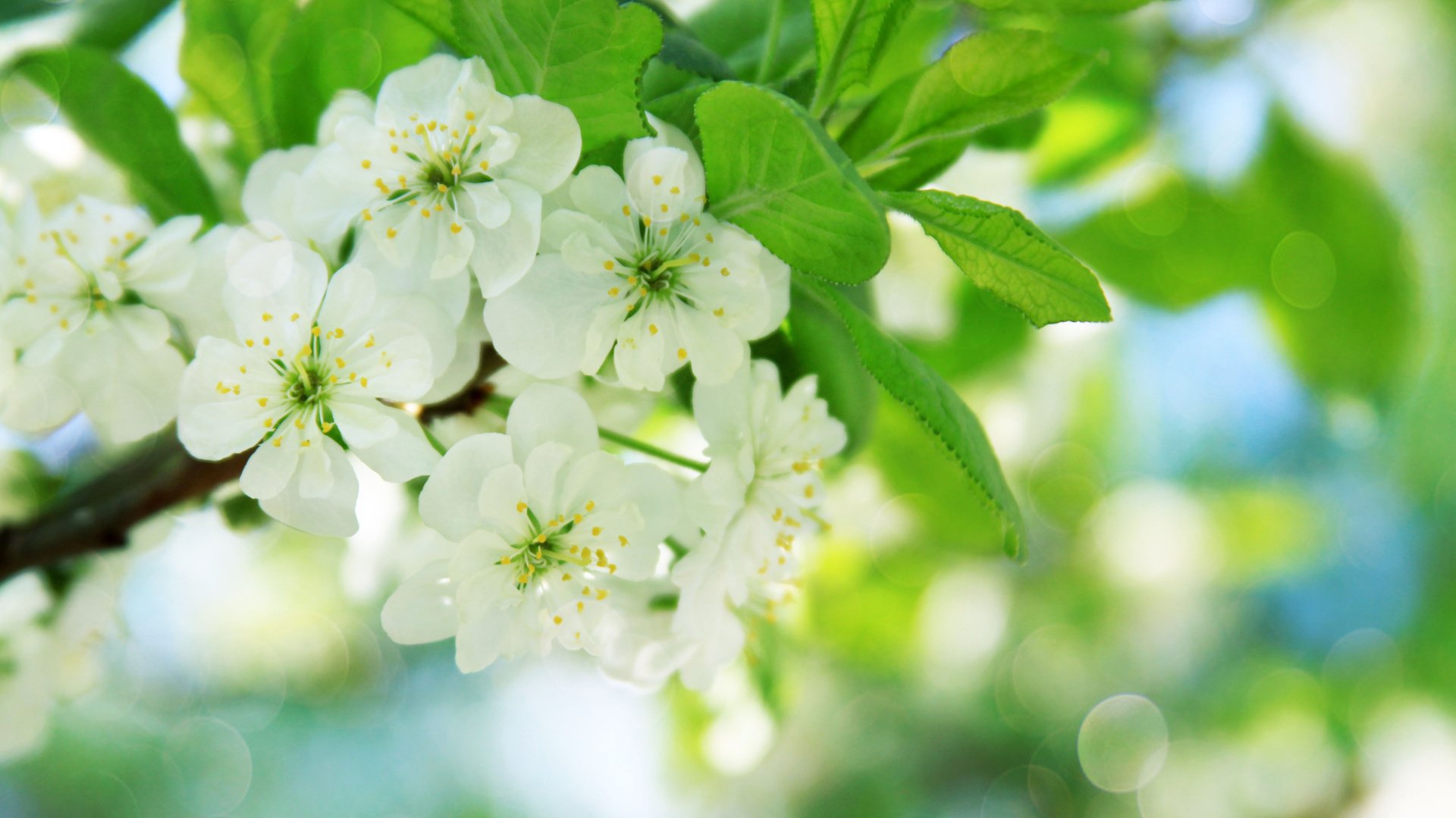 flower, Nature, Plant, Beautiful, Flowers Wallpaper