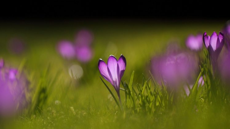 flower, Nature, Plant, Beautiful, Flowers HD Wallpaper Desktop Background