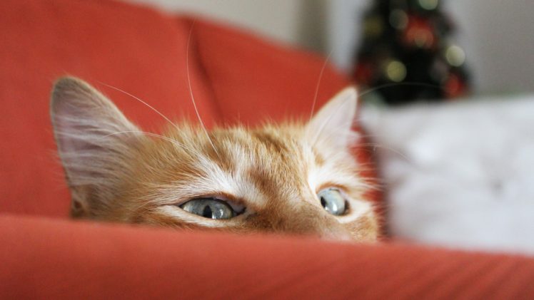 cats, Christmas, Macro HD Wallpaper Desktop Background