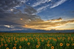 nature, Fields, Sunflowers