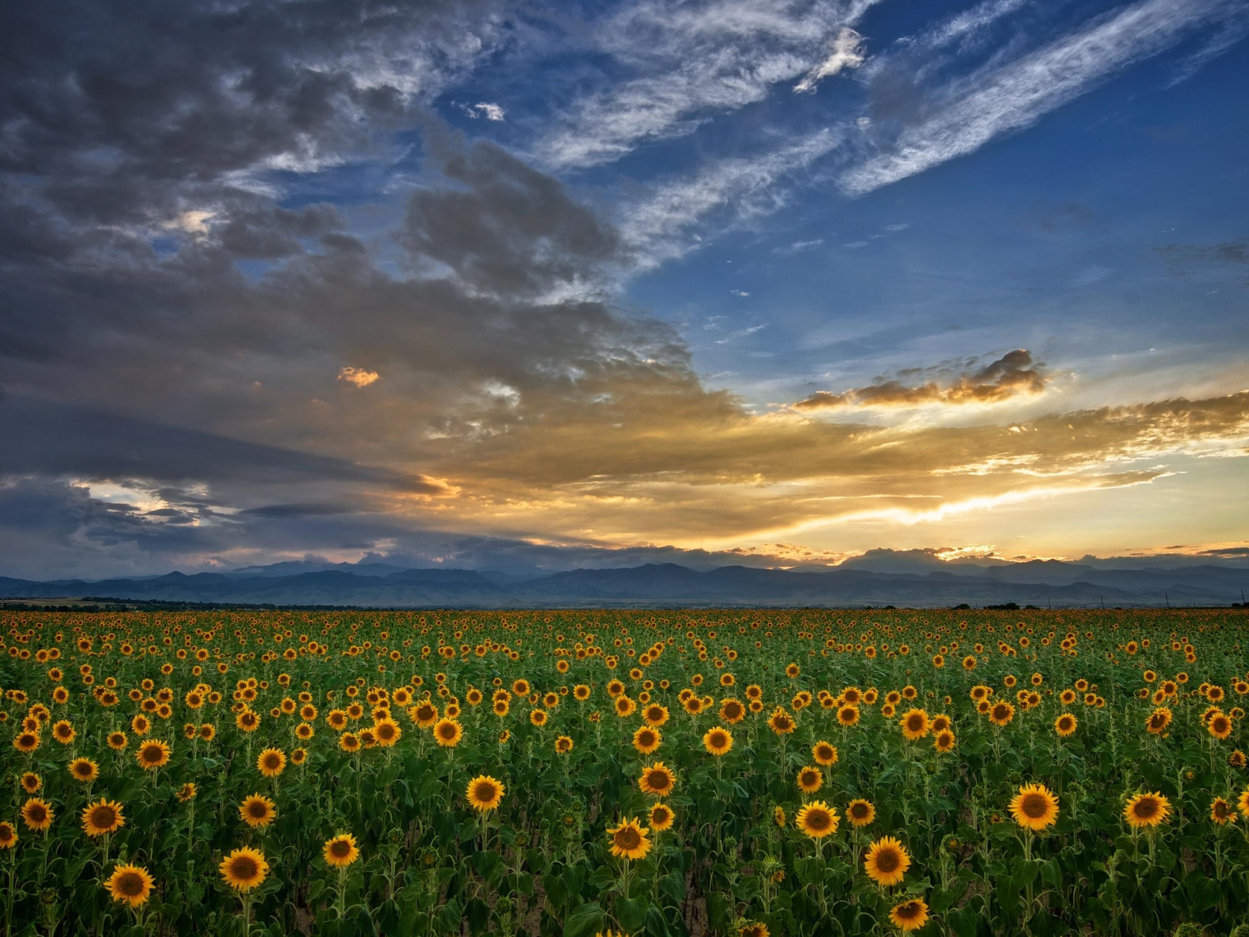 nature, Fields, Sunflowers Wallpaper