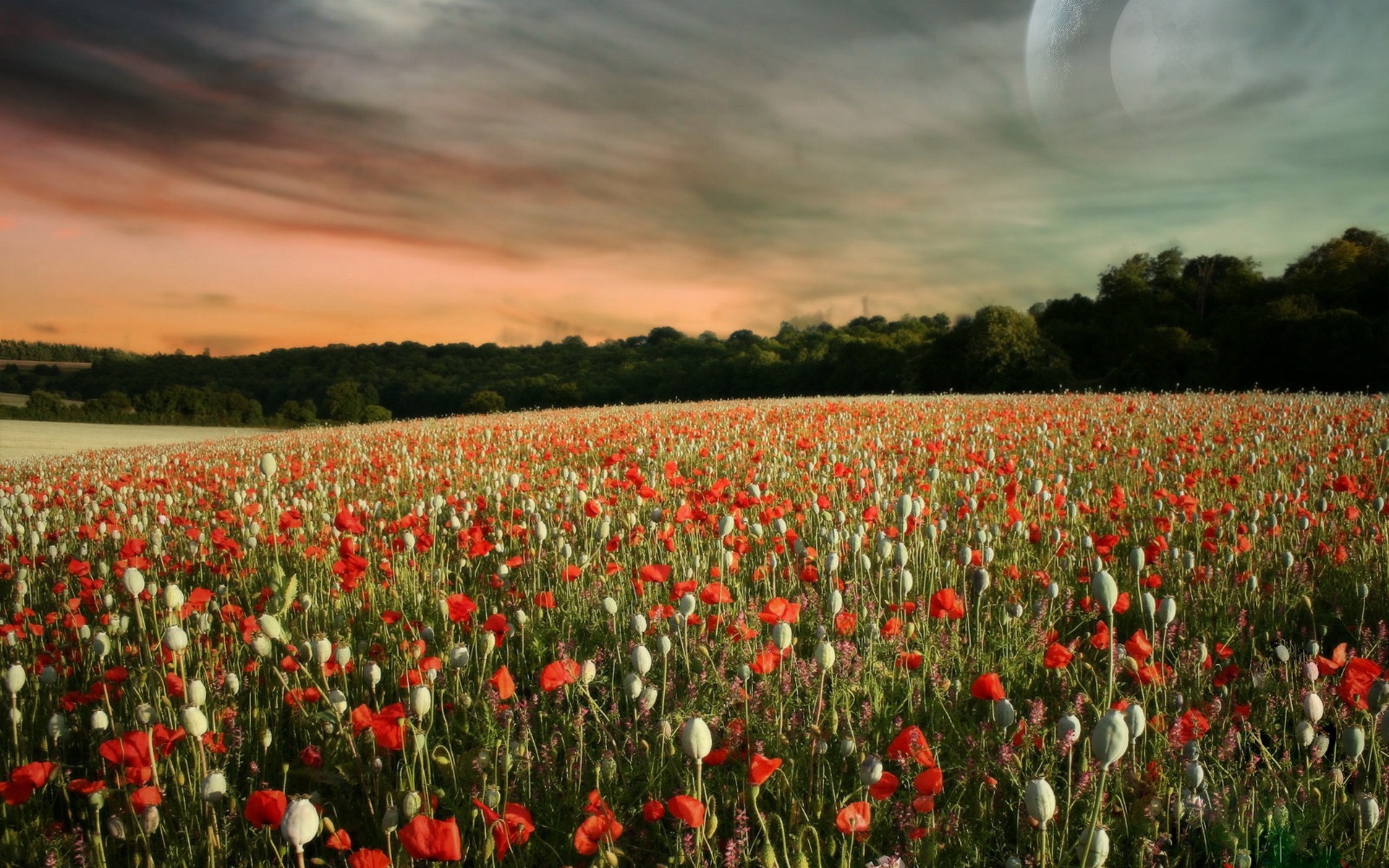 landscapes, Flowers, Skyscapes Wallpaper