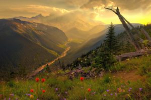 mount rainier washington, Landscape, Flower, Mountain